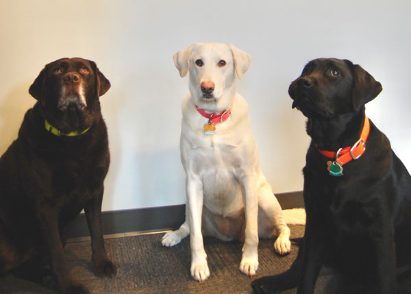 Bailey, Brandy and Bella